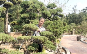 Nghệ nhân Vũ Văn Hoa chăm sóc vườn cây cảnh
