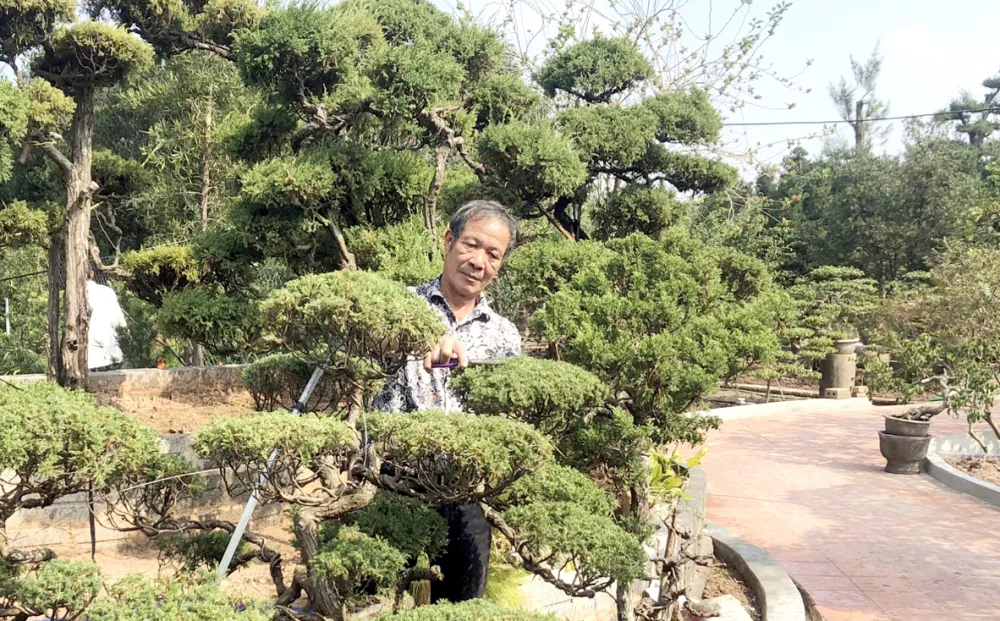 Nghệ nhân Vũ Văn Hoa chăm sóc vườn cây cảnh tại làng nghề cây cảnh Vị Khê